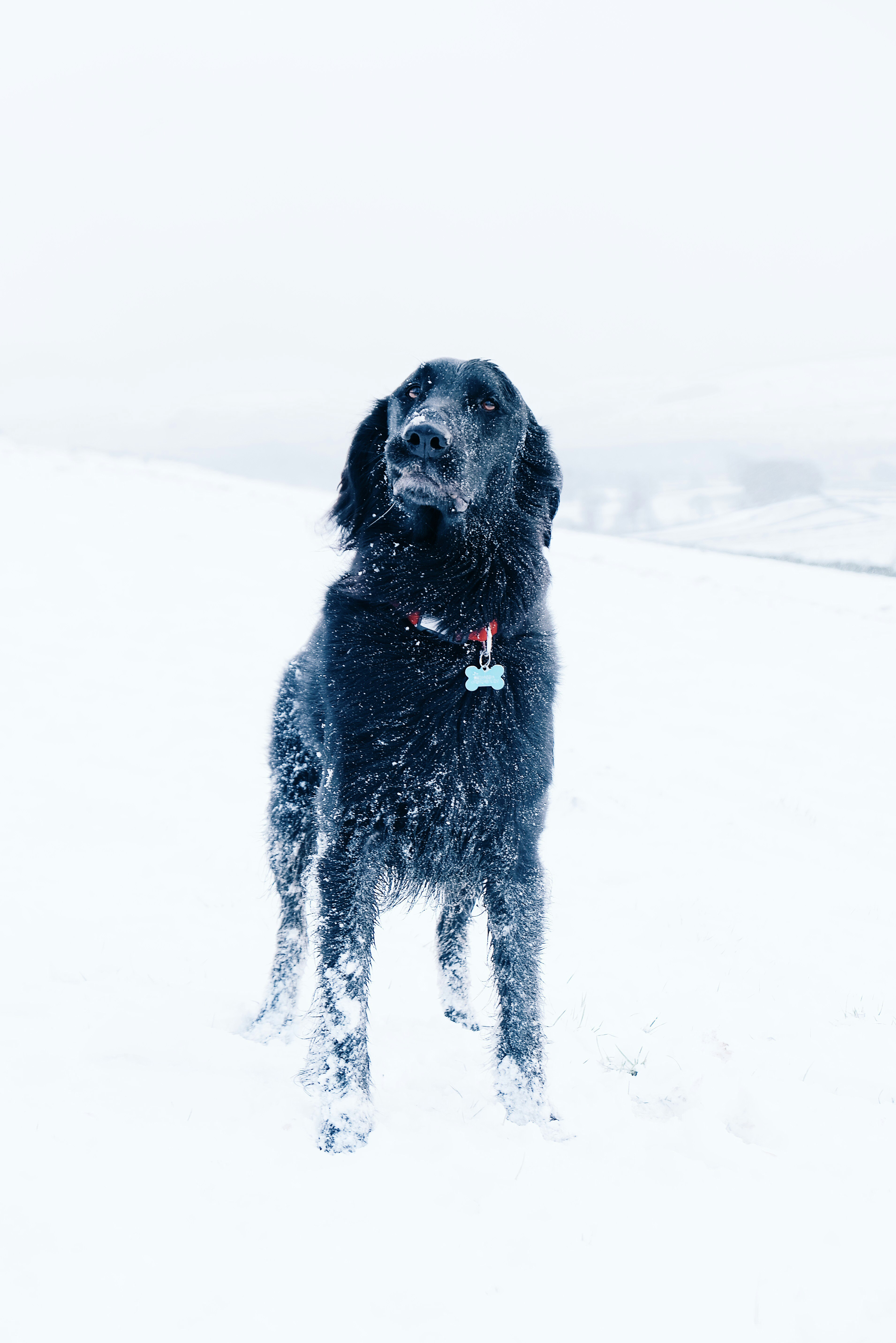 long-coated black dog standing on snow field